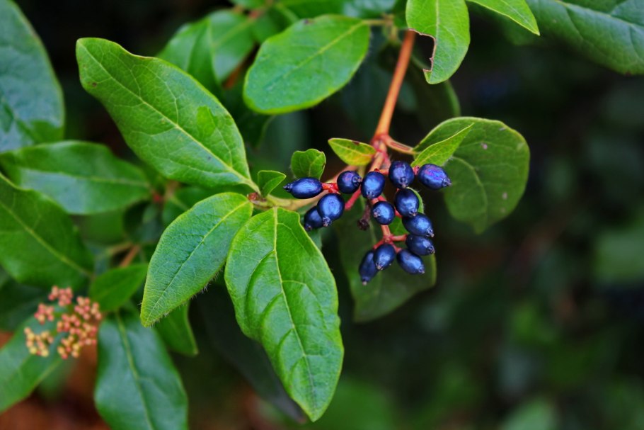 Жимолость синяя птица