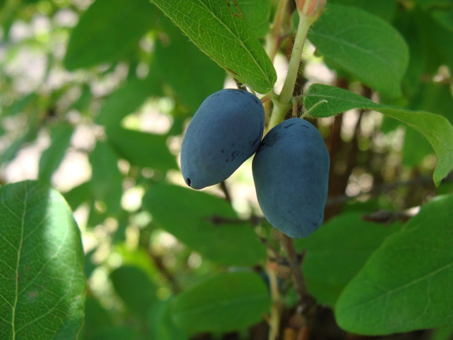 Жимолость Алтайская цветы