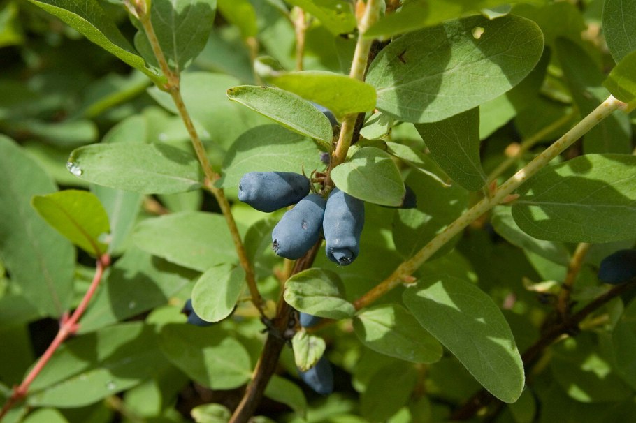 Саженцы жимолость синий Утес
