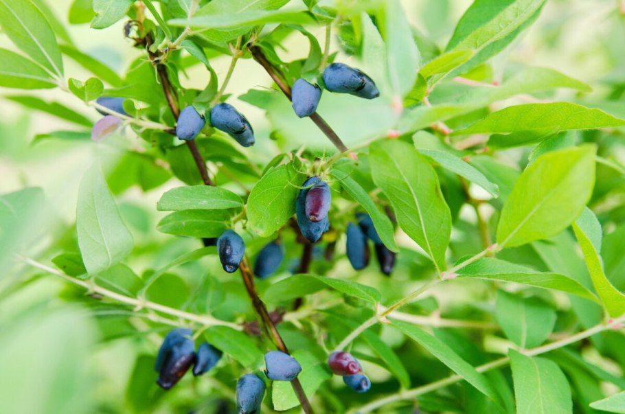 Жимолость обыкновенная Волчьи ягоды