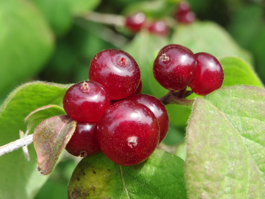 Lonicera tatarica жимолость Татарская