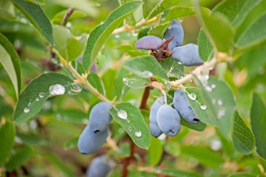 Жимолость каприфоль (Lonicera caprifolium)