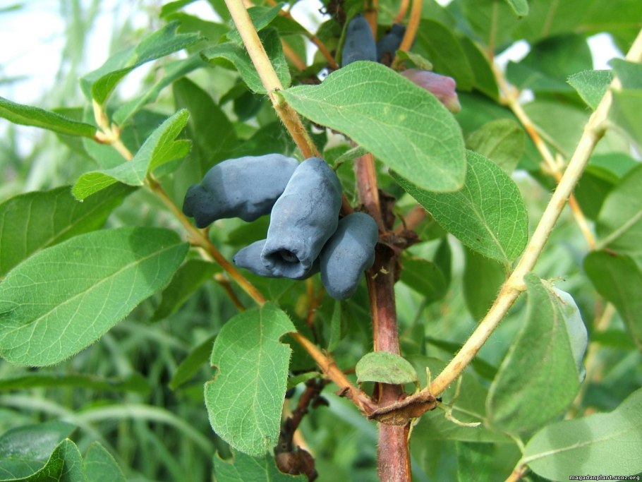 Lonicera tatarica жимолость Татарская