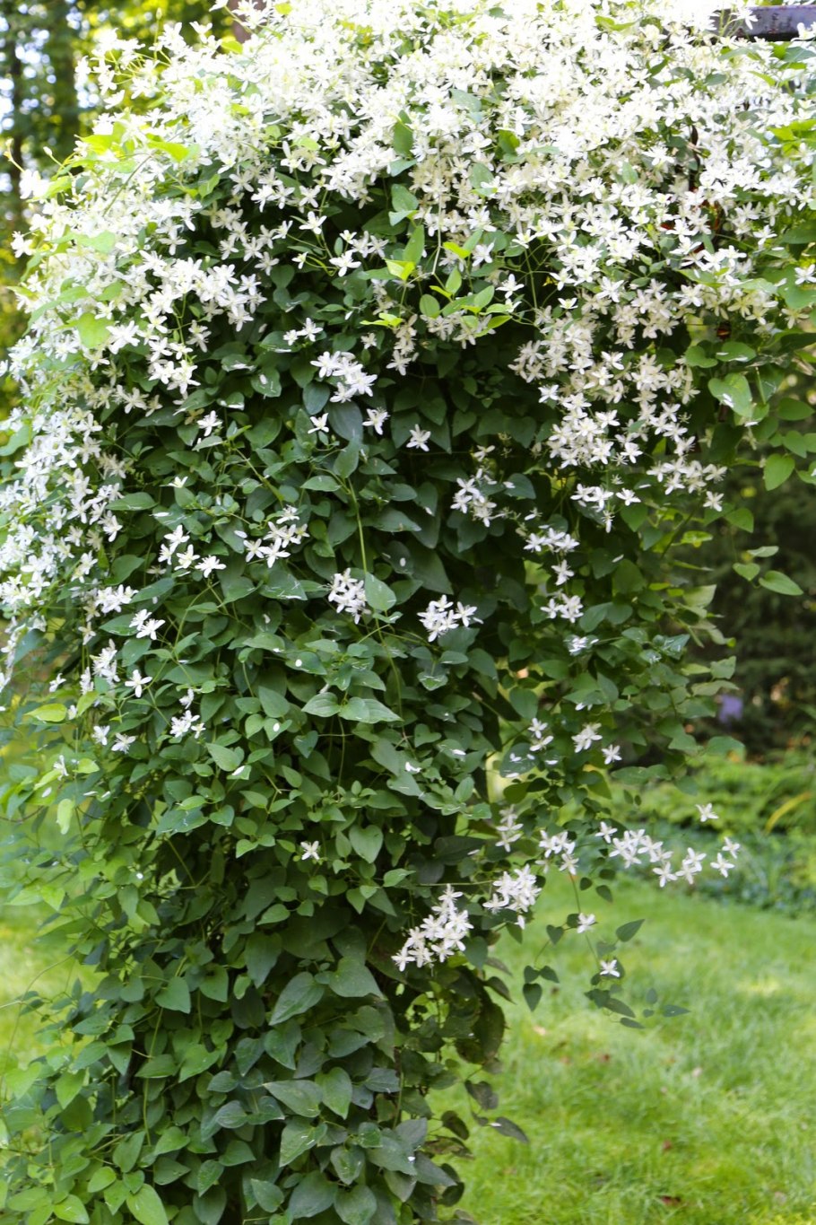 Клематис трехцветковый