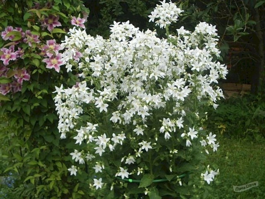 Баптизия Pink Lemonade