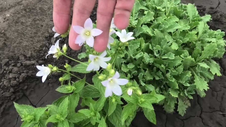 Колокольчик Карминроза