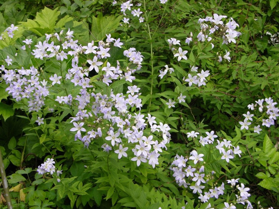 Колокольчик молочноцветковый ' caerulea'