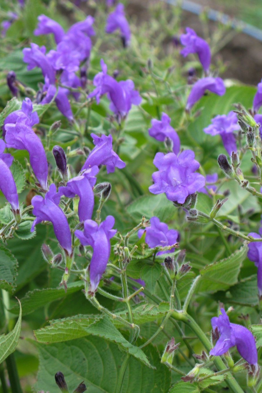 Колокольчик молочноцветковый в миксбордере