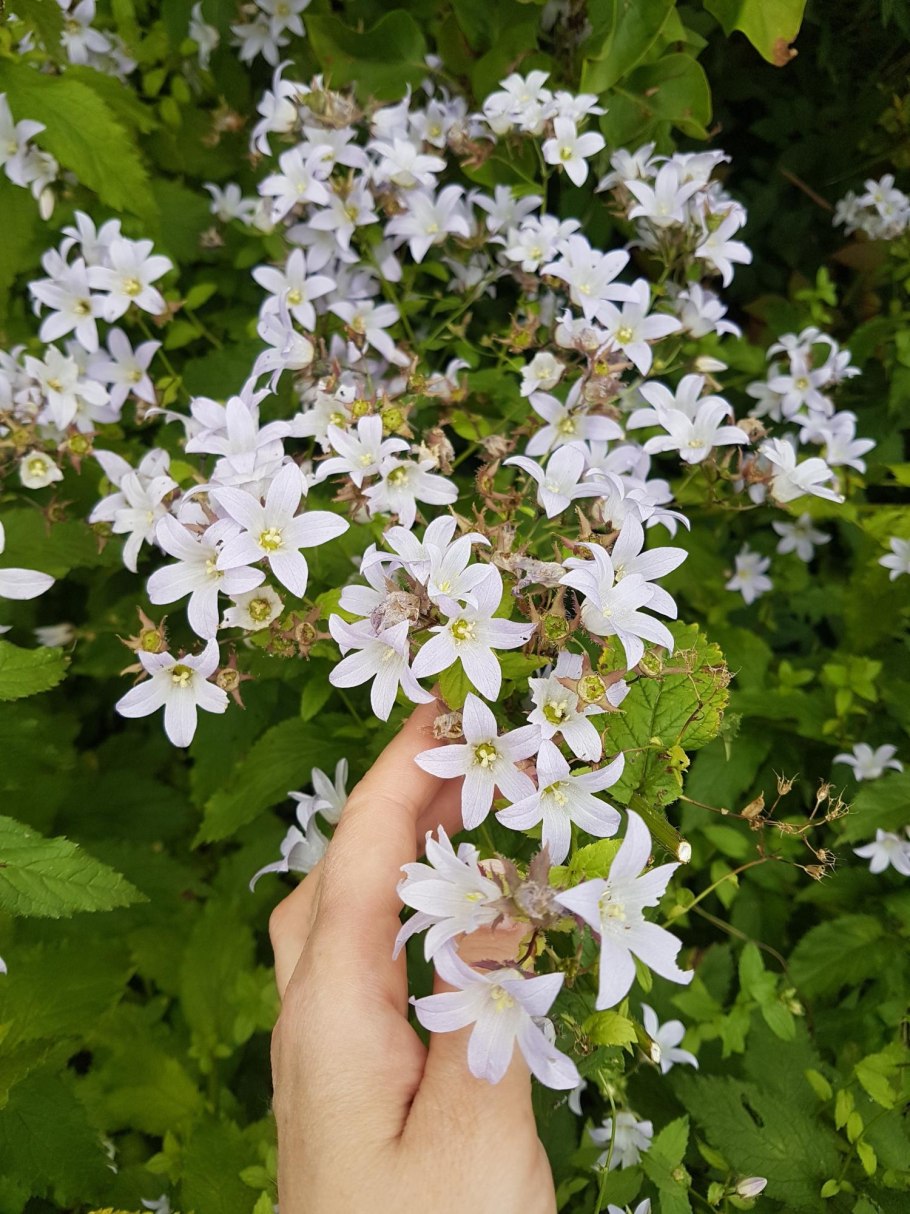 Молочай Средиземноморский в ландшафтном дизайне
