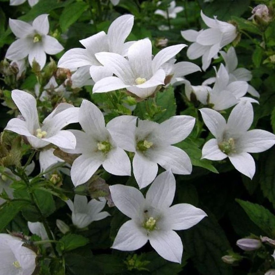 Молочай многоцветковый Бонфайер