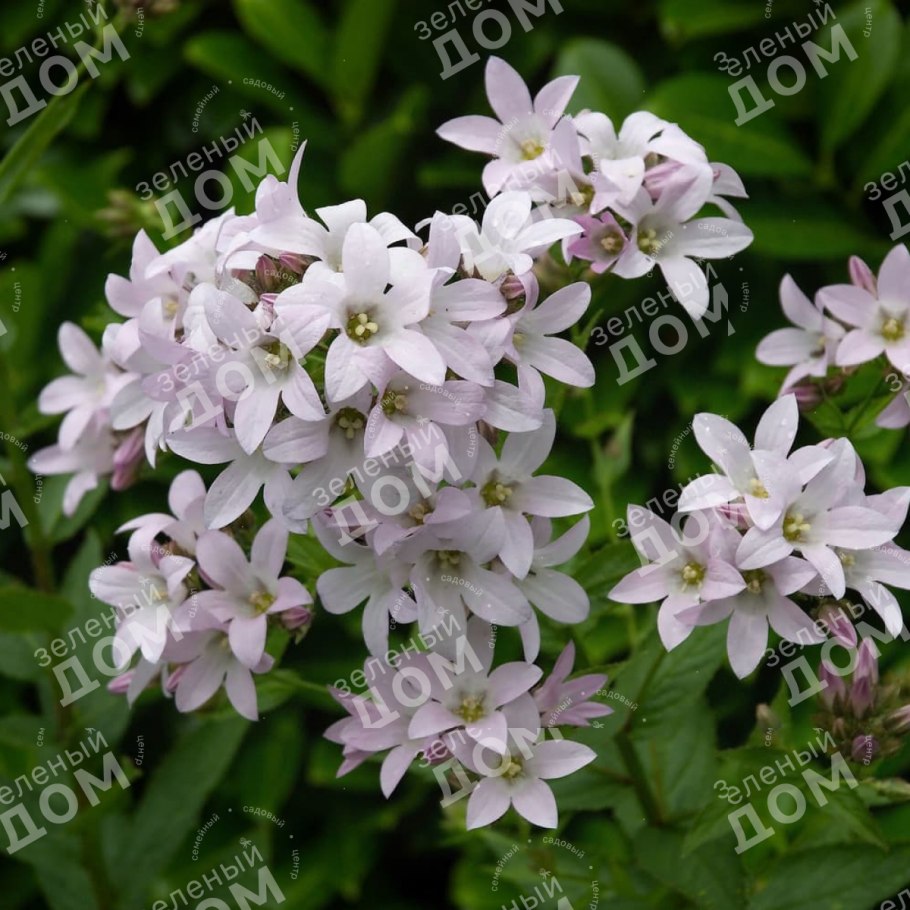 Колокольчик широколистный Карпатский