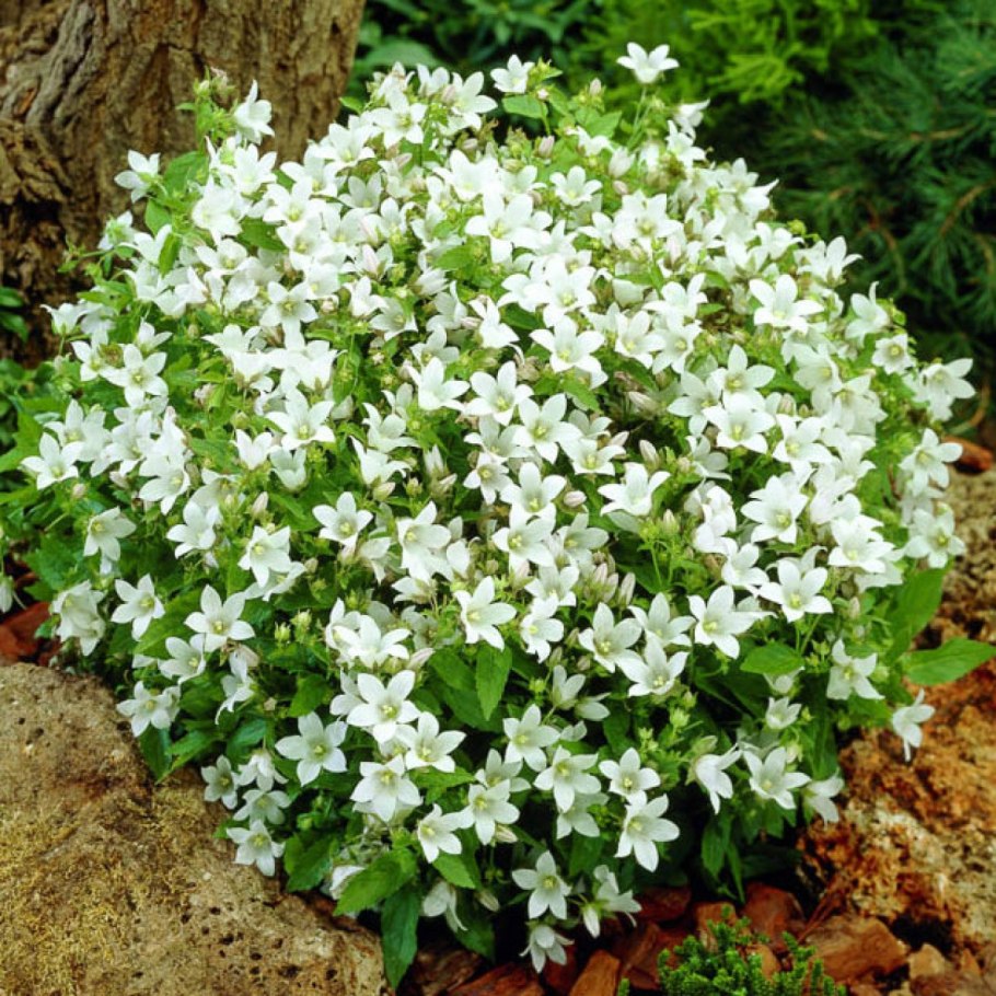 Campanula alliariifolia