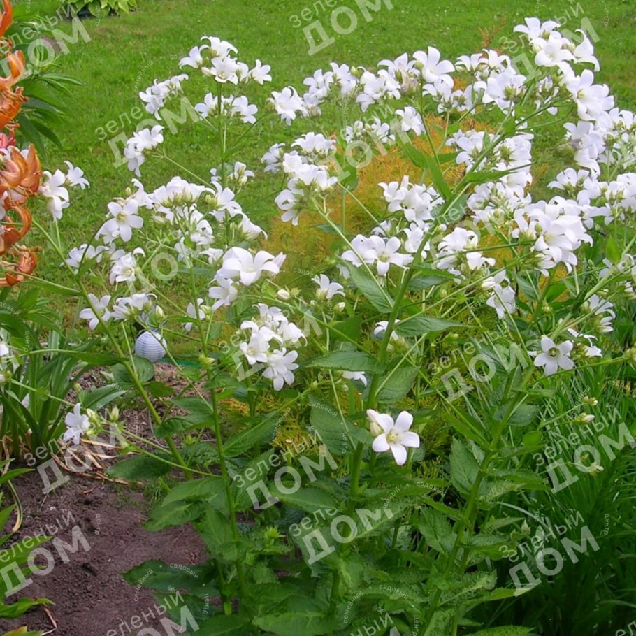 Helleborus argutifolius