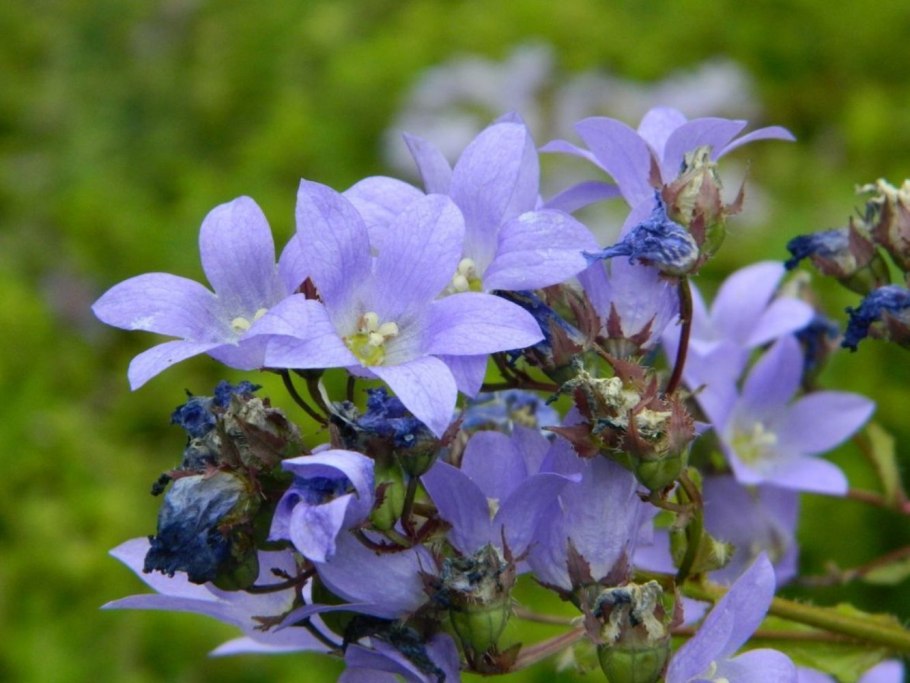 Гипсофила изящная (Gypsophila elegans