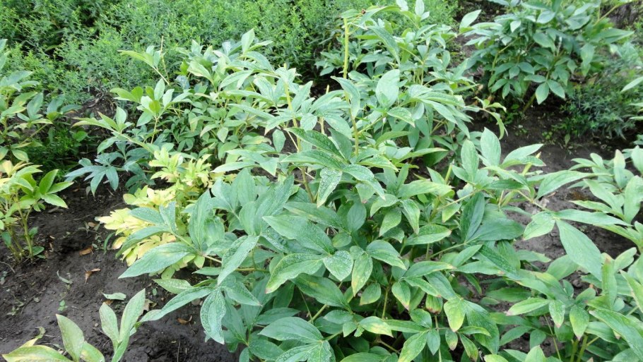 Молочай мелкоцветковый