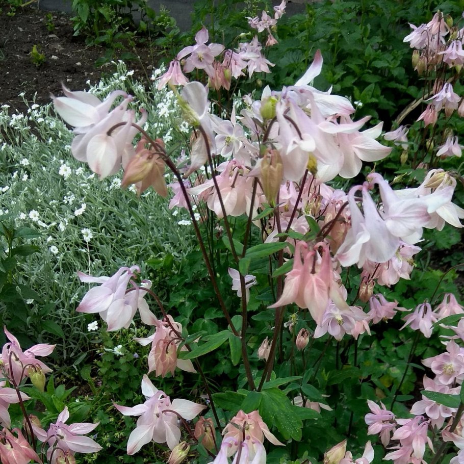 Баптизия Ванилла Крим