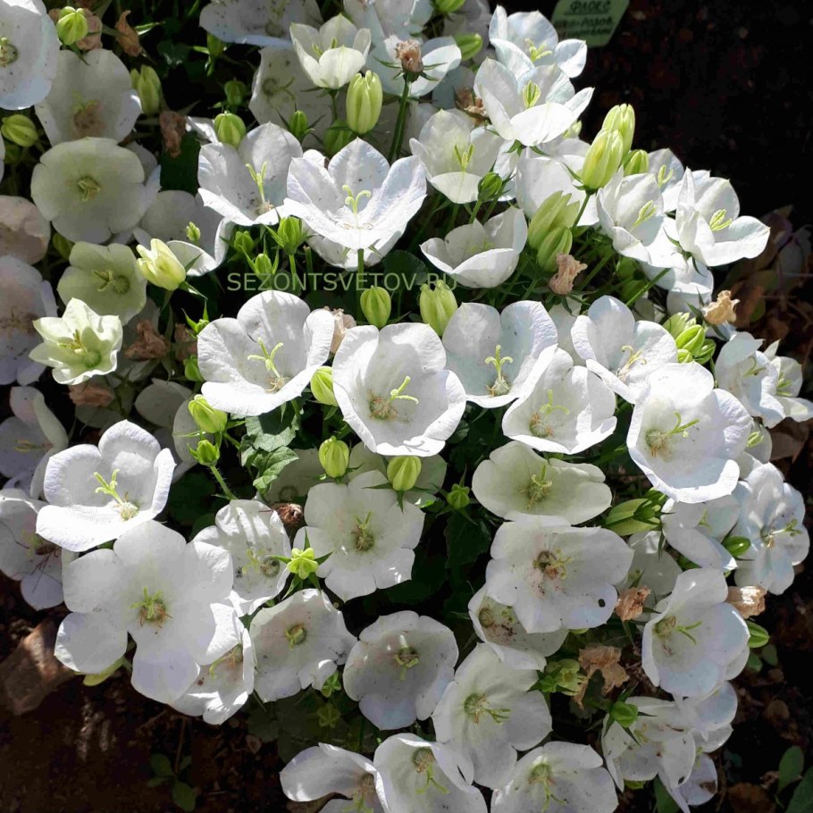 Аквилегия Тауэр