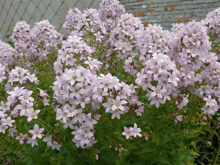 Баптизия молочноцветковая