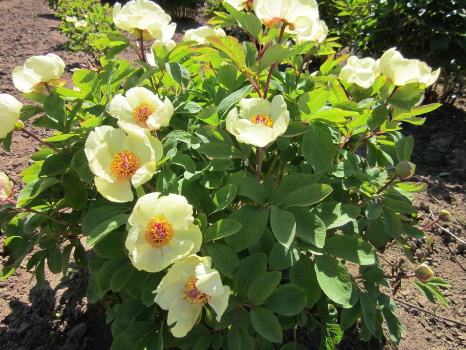 Любимый сад дельфиниум