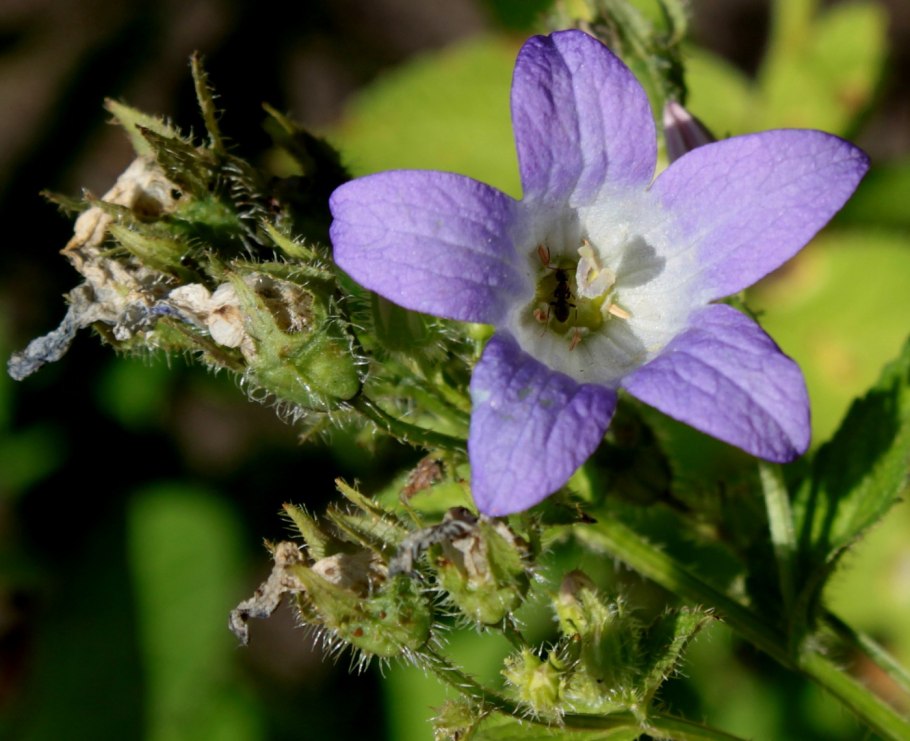 Молоспц многоуветковвй