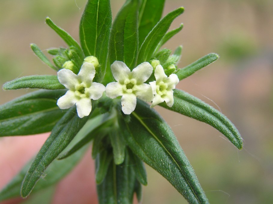 Воробейник Lithospermum officinale *