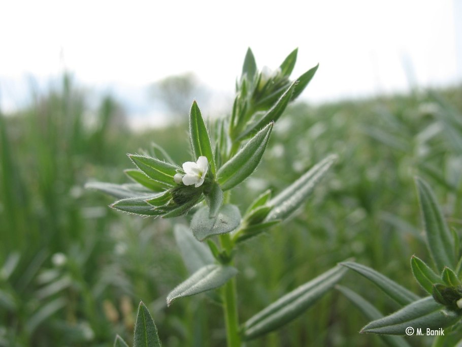 Воробейник Lithospermum officinale *