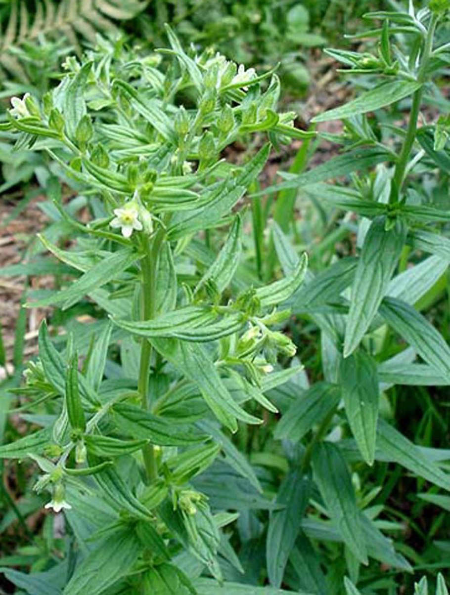 Трава Воробейник