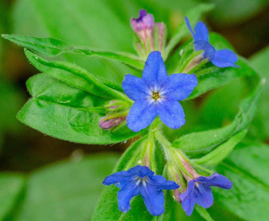 Воробейник пурпурно синий