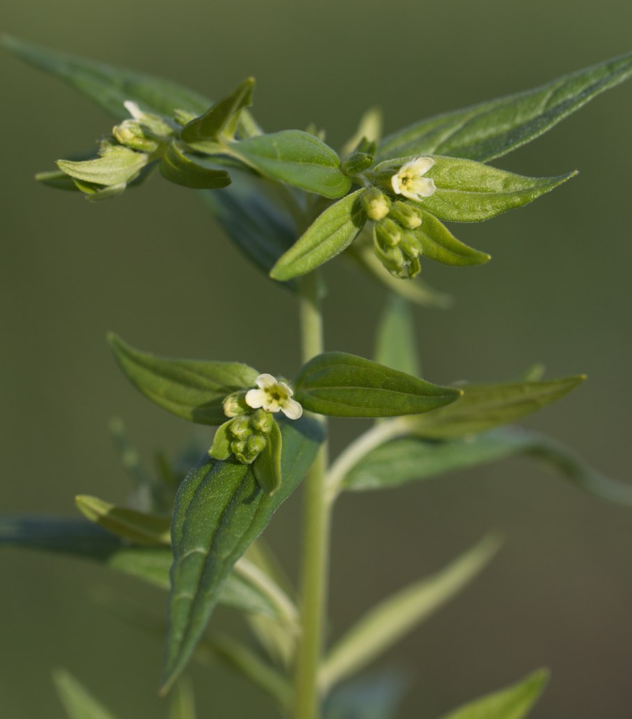 Воробейник лекарственный (Lithospermum officinale l.)