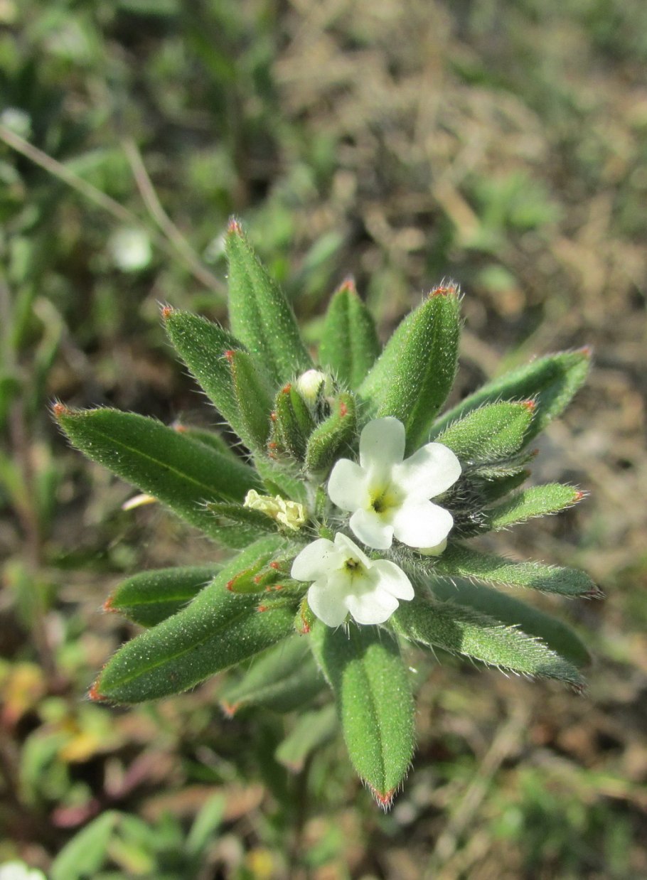Воробейник пурпурно-синий (Lithospermum purpurocaerulea)