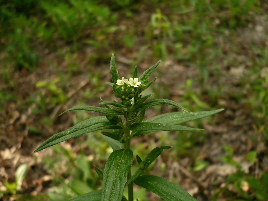 Воробейник лекарственный