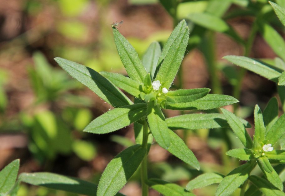 Воробейник краснокорневой