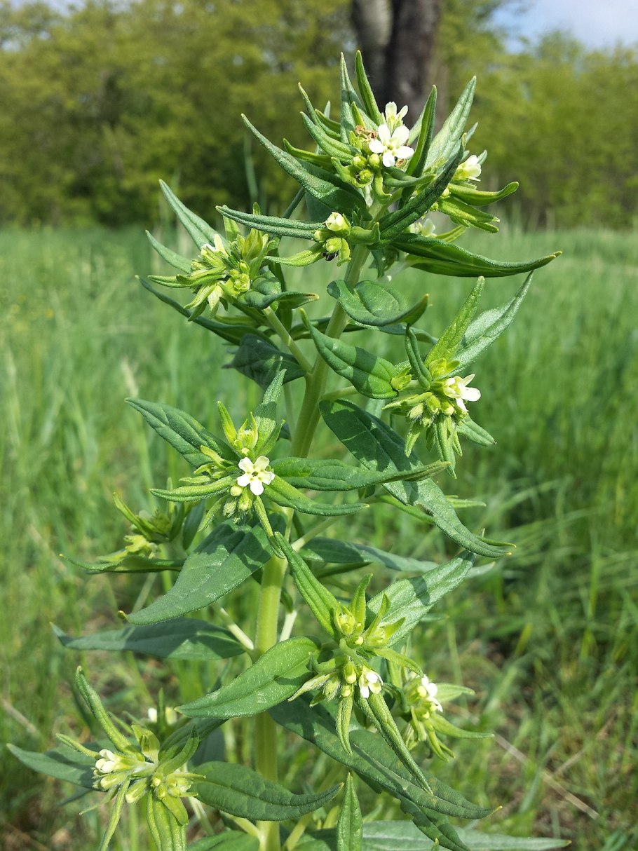 Воробейник Lithospermum erythrorhizon