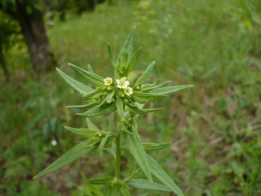 Lithospermum officinale