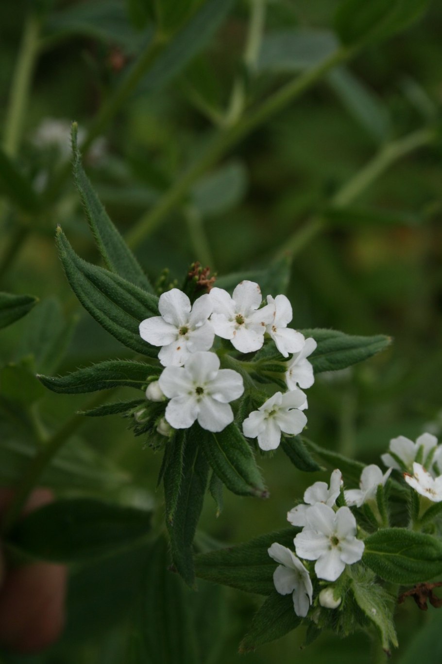 Воробейник краснокорневой