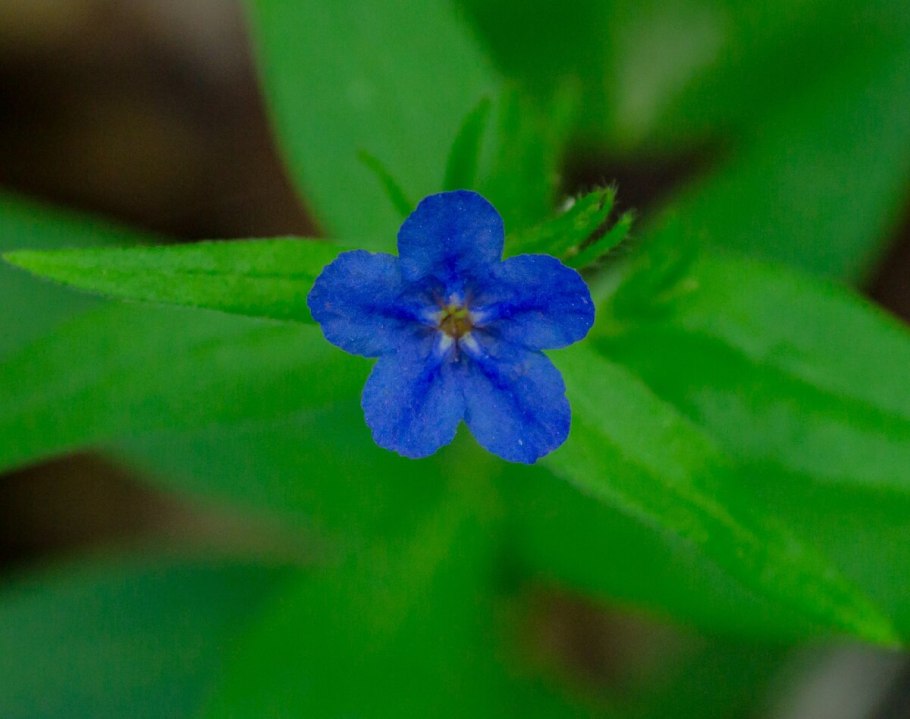 Воробейник пурпурно синий