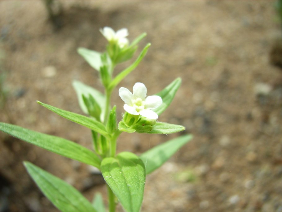 Воробейник пурпурно-голубой