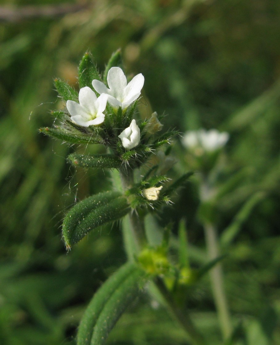Воробейник полевой