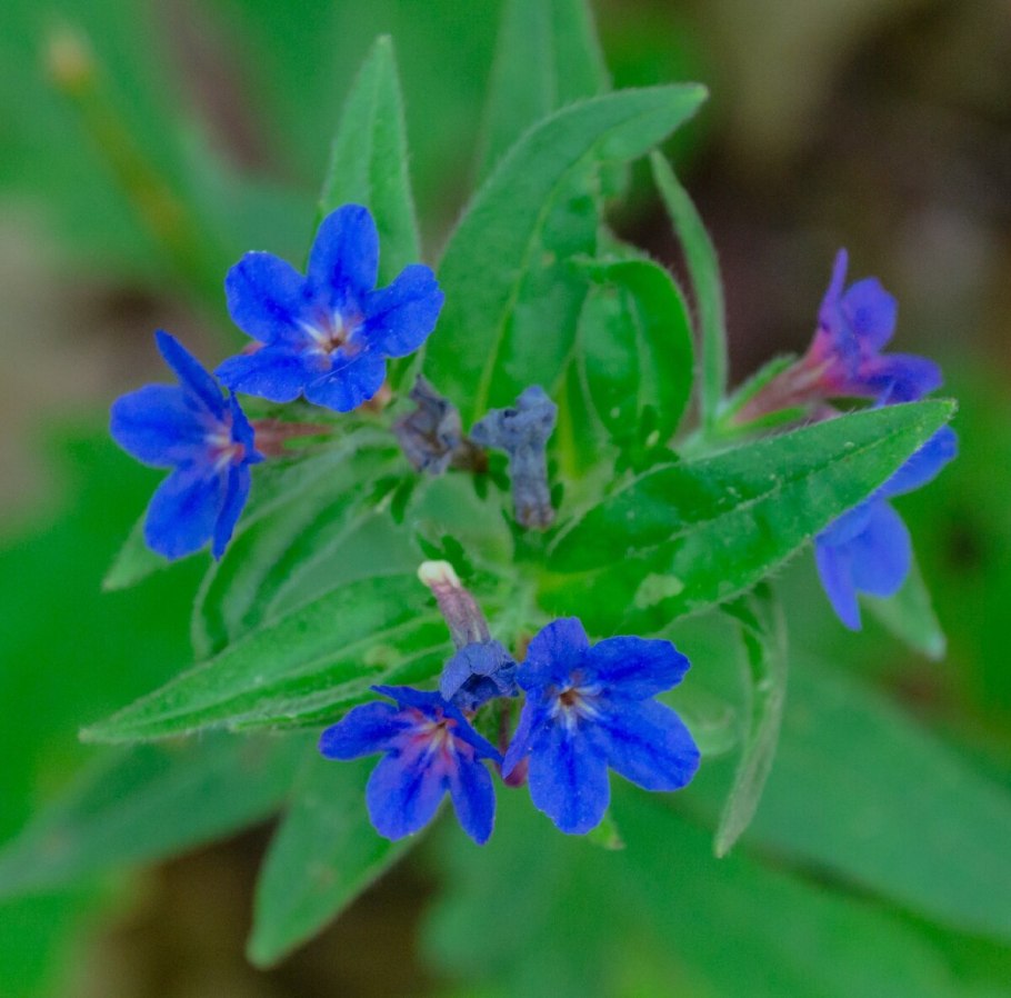 Воробейник полевой