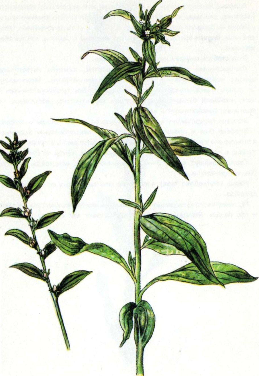 Воробейник пурпурно-синий (Aegonychon purpureocaeruleum)