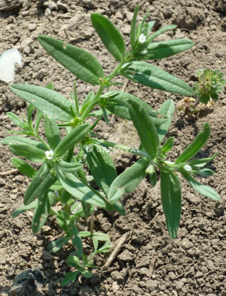 Воробейник плод