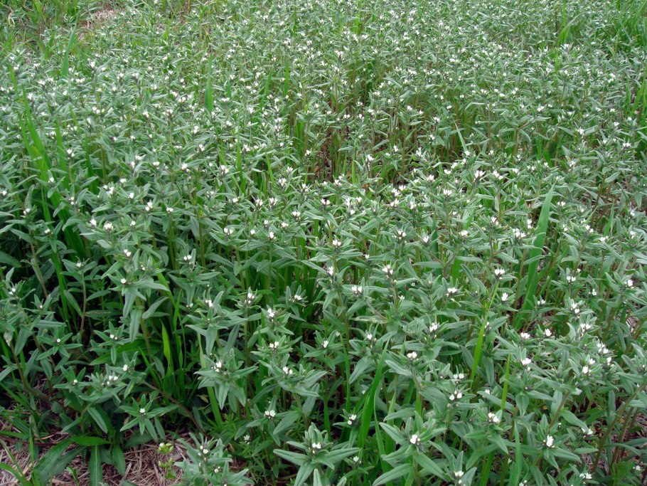 Воробейник пурпурно-голубой