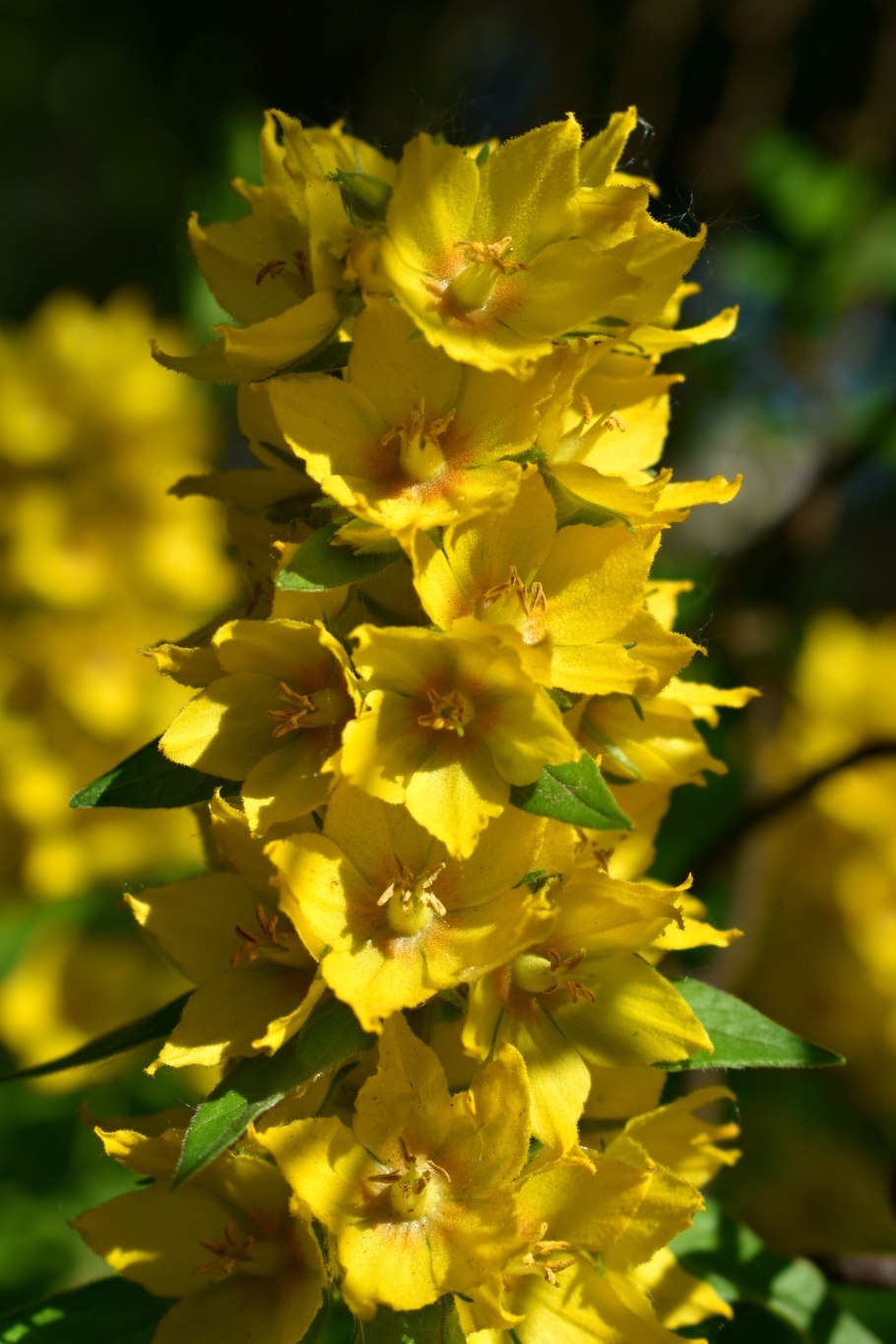 Воробейник полевой