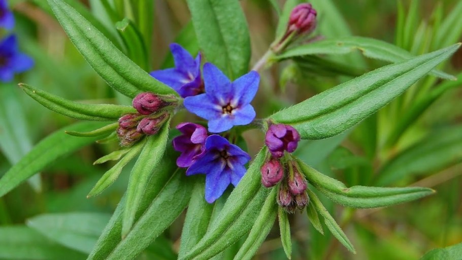 Воробейник пурпурно-синий