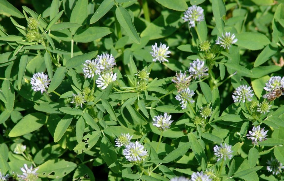 Пажитник Сенной Шамбала