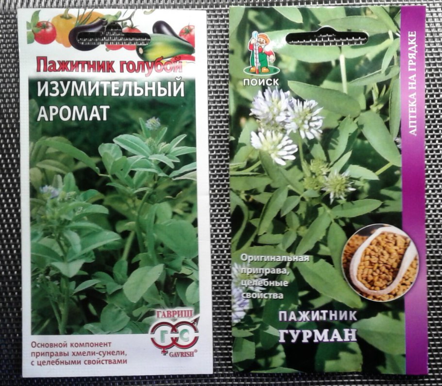 Трава пажитник Сенной