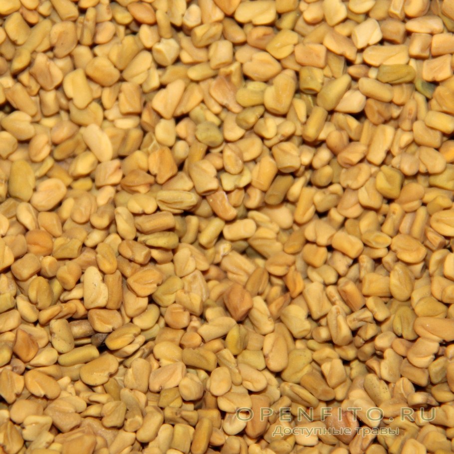 Пажитник Сенной семена