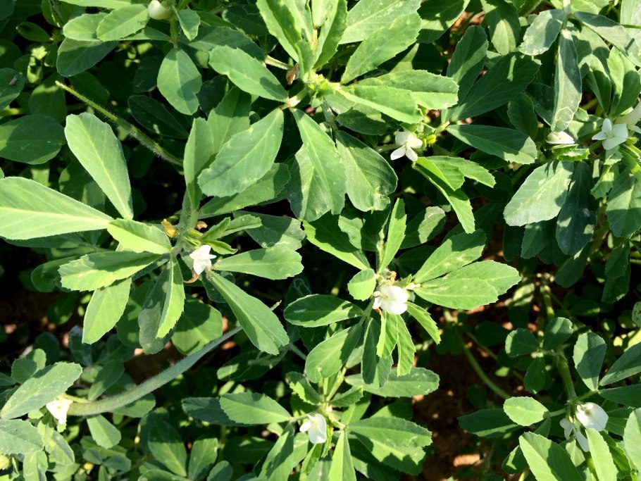 Пажитник растение