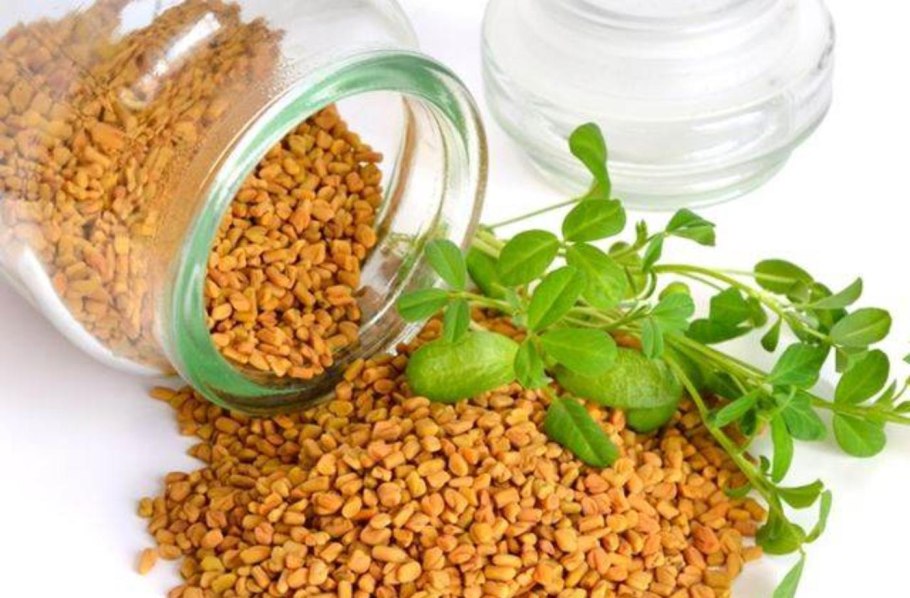 Трава пажитник лекарственная