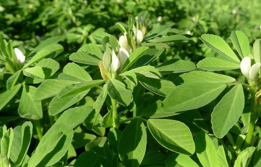 Пажитник Сенной Шамбала